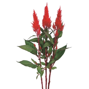 CELOSIA PLUMOSA CENTURY RED 070 CM
