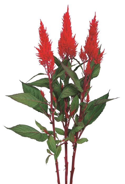 CELOSIA PLUMOSA CENTURY RED 050 CM