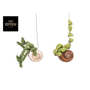 Dischidia Shelly Hang (Los)