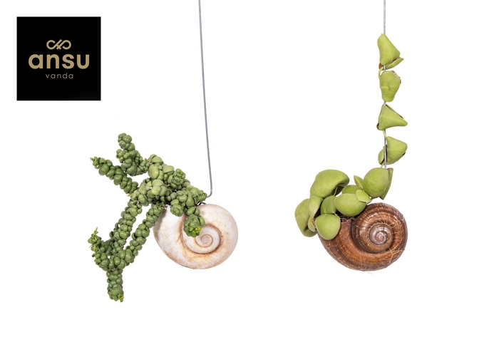 <h4>Dischidia Shelly Hang (Los)</h4>