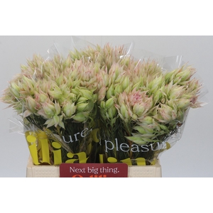 Blushing Bride Ayoba Bridal Star