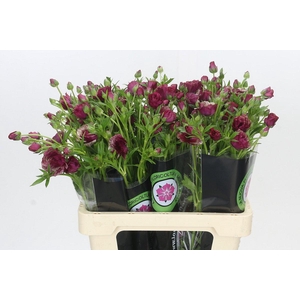 Ranunculus Magical Chocolate