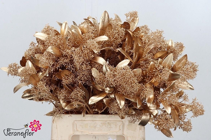 <h4>SKIM OV BS KLB H%</h4>