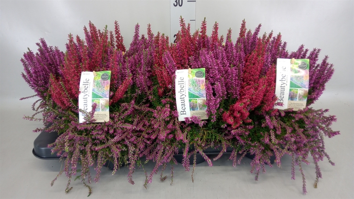 <h4>Calluna vulg. 'Beauty L'  ..mix</h4>