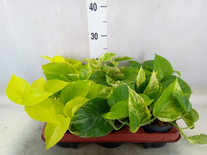 <h4>Epipremnum pinn.   ...mix</h4>