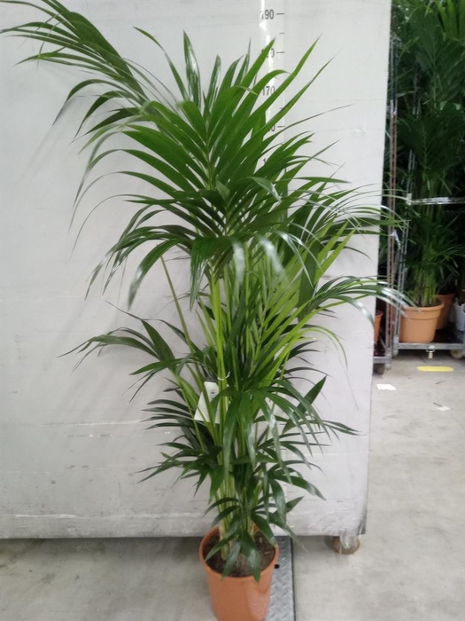 <h4>Howea forsteriana</h4>