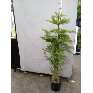 Araucaria heterophylla