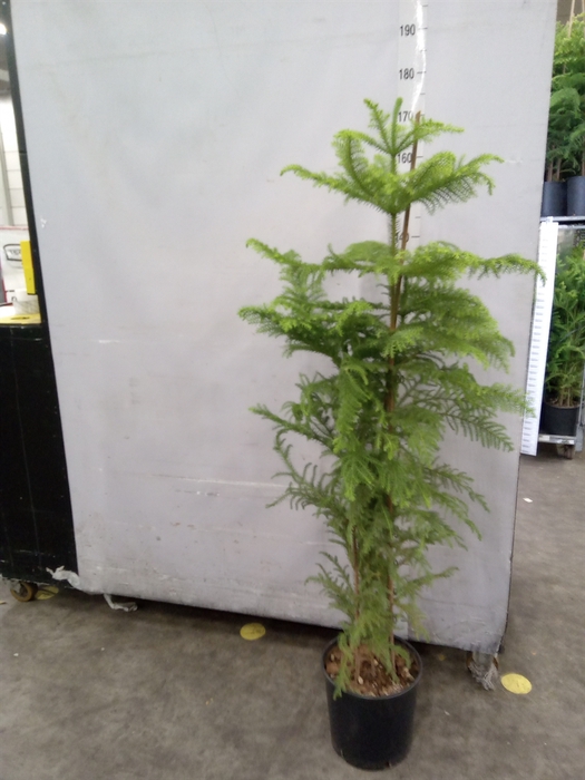 <h4>Araucaria heterophylla</h4>