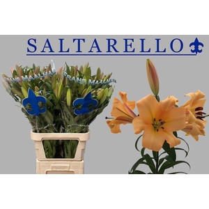 LI OT SALTARELLO