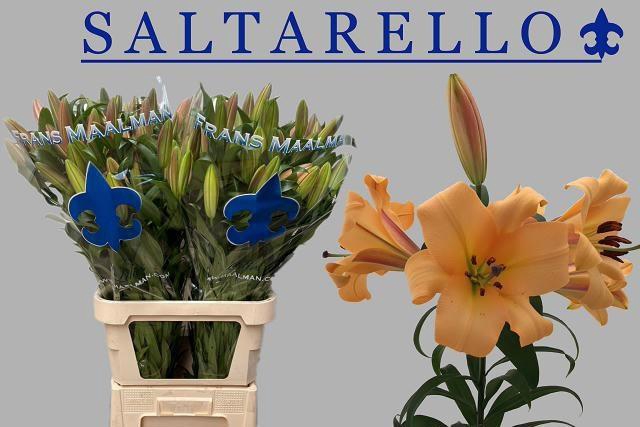 <h4>LI OT SALTARELLO</h4>