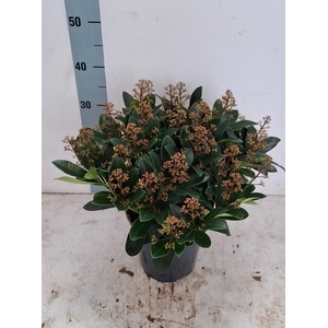 Rubella 19 cm 20+ bloem
