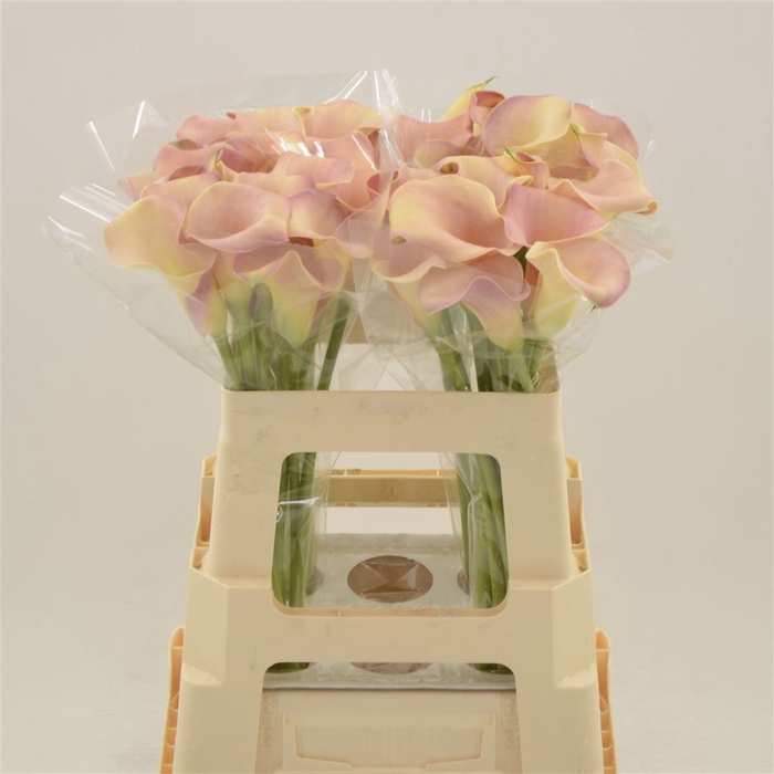 <h4>Calla Royal Salsa</h4>