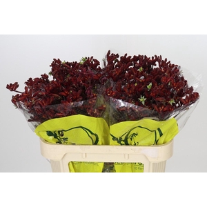 Anigozanthos Early Spring
