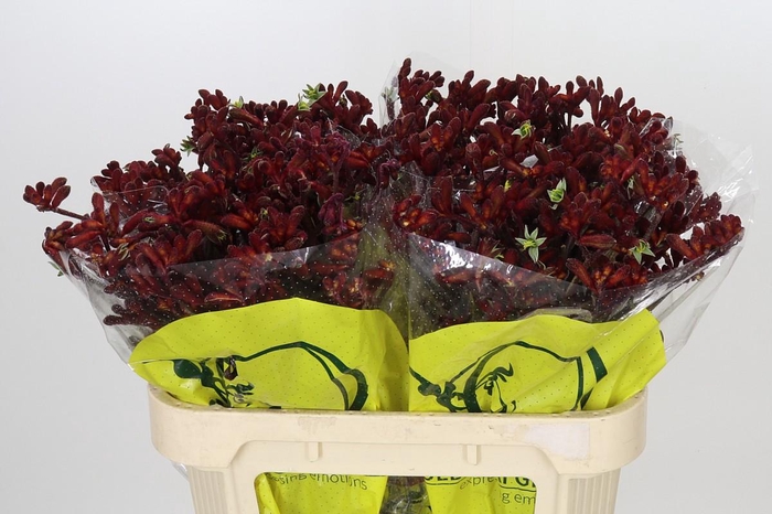 <h4>Anigozanthos Early Spring</h4>