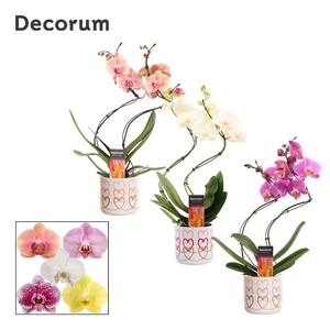 Phalaenopsis hurricane mix in Estelle (Craft world-collection)