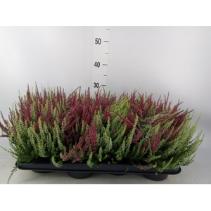 Calluna vulg. 'Garden G Loki'