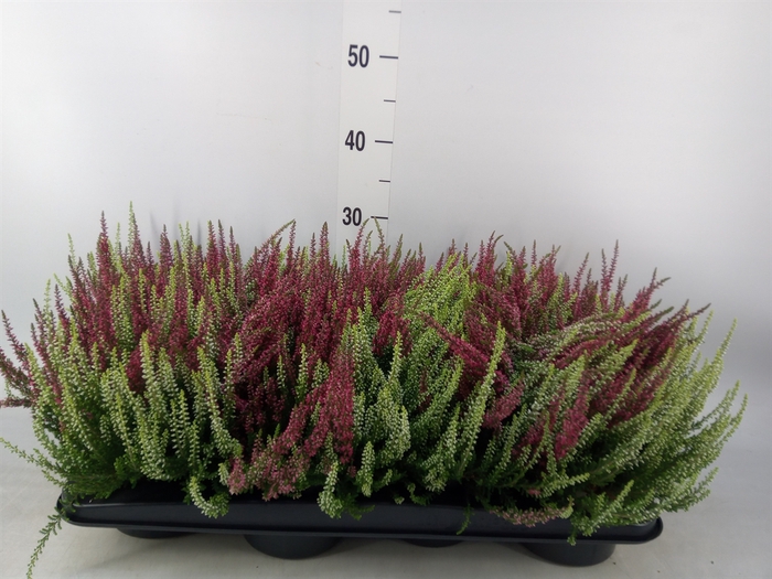 <h4>Calluna vulg. 'Garden G Loki'</h4>