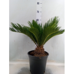 Cycas revoluta