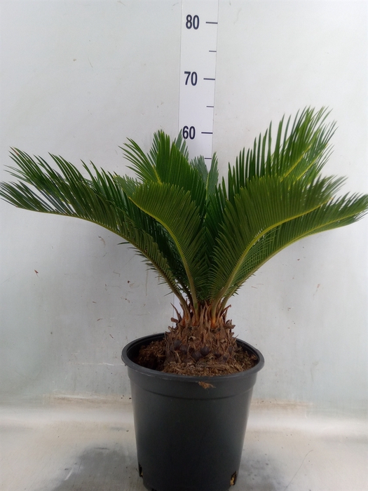 <h4>Cycas revoluta</h4>