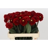 Dahlia Red Fox