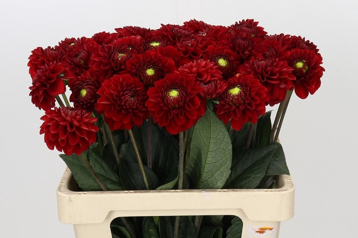 <h4>Dahlia Red Fox</h4>