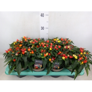 Capsicum annuum 'Autumn Daylight'