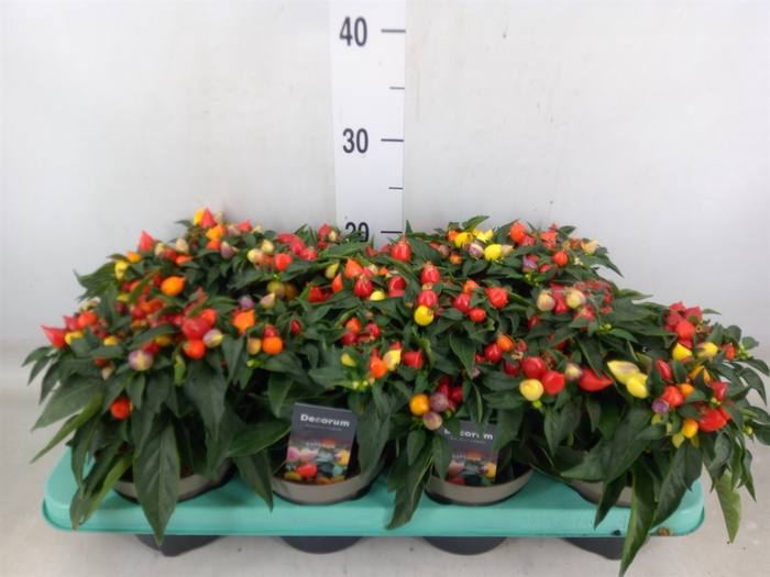 <h4>Capsicum annuum 'Autumn Daylight'</h4>