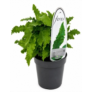 Asplenium scolopendrium