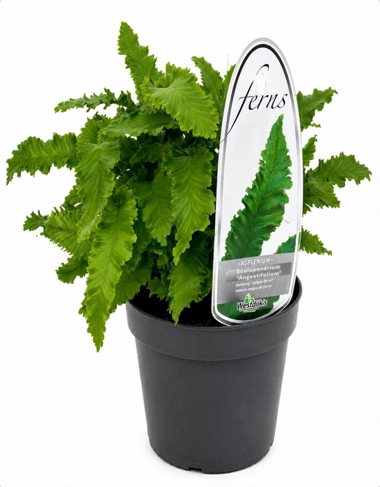 <h4>Asplenium scolopendrium</h4>