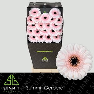 Germini Kokomo Diamond
