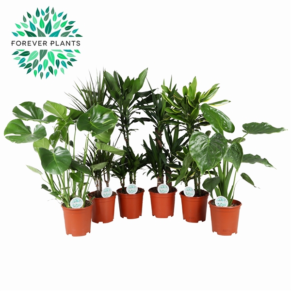 <h4>Kamerplanten gemengd groen 3 soorten</h4>