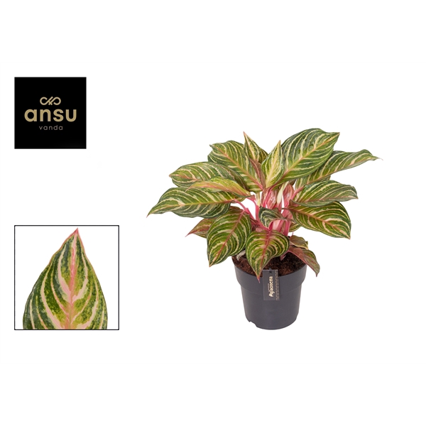 <h4>Aglaonema Dreamcatcher</h4>