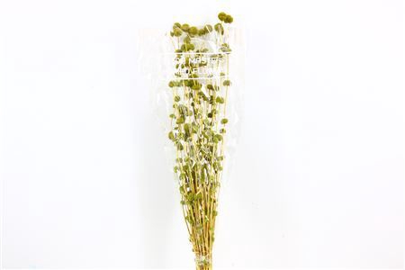 <h4>Dried Big Mars Green Bunch</h4>