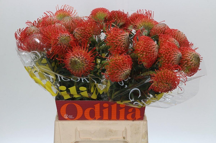 <h4>Nutans Succession</h4>