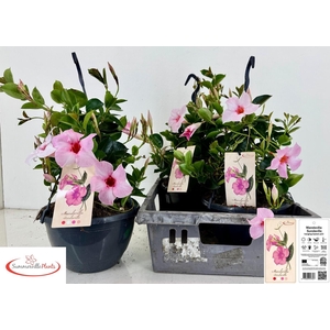 MANDE SUN CR PINK