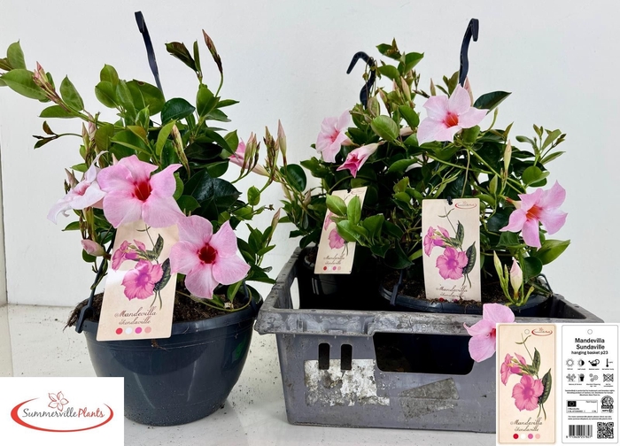 <h4>MANDE SUN CR PINK</h4>