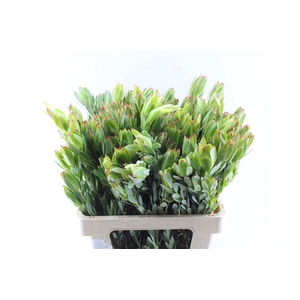 Leucad Procerum Spray