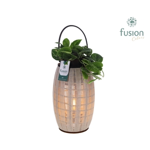 Houten Lantaarn met verlichting met Scindapsus