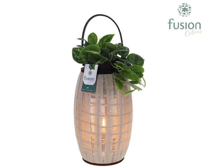 <h4>Houten Lantaarn met verlichting met Scindapsus</h4>