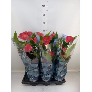 Anthurium andr. 'Picanta Red'