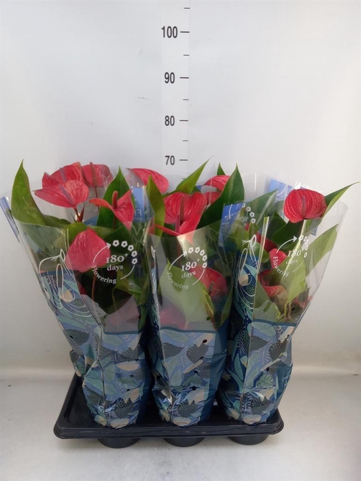<h4>Anthurium andr. 'Picanta Red'</h4>
