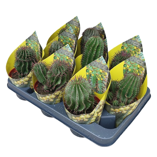 <h4>EUPHORBIA HORRIDA - POT Ø 10,5 WITH POTCOVER (SUCCULENTEN)</h4>