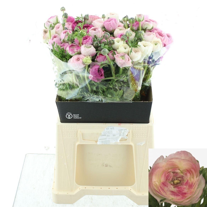 <h4>RAN EL WHITE SFUMATO</h4>