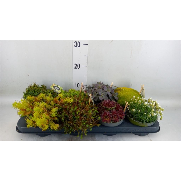 <h4>Rotsplanten   ...mix   [Rock plant]</h4>