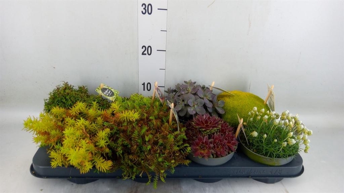 <h4>Rotsplanten   ...mix   [Rock plant]</h4>