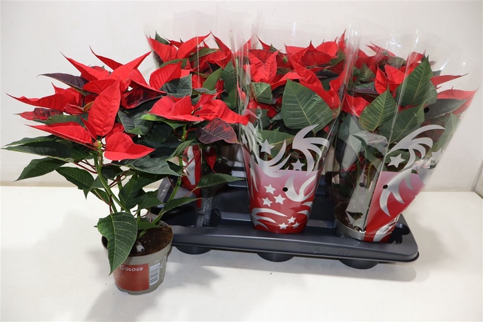 <h4>Euphor P Freya</h4>