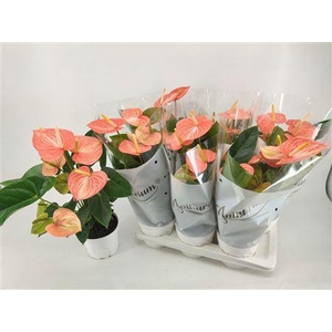 Anthu An Livi Orange 6-8 Bloemen+