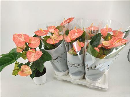 <h4>Anthu An Livi Orange 6-8 Bloemen+</h4>