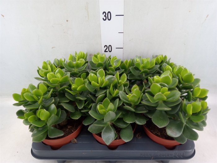 <h4>Crassula  'Hulk'</h4>