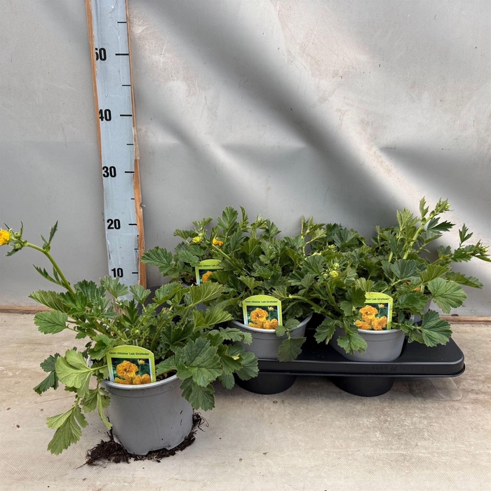 <h4>Geum chiloense</h4>